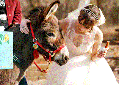 Donkey at Wedding